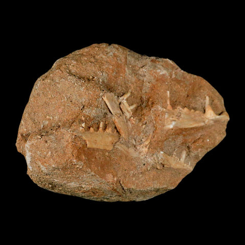 3.6" Saber Toothed Herring Fossil Tooth Jaw Section Enchodus Libycus Cretaceous Age COA - Fossil Age Minerals