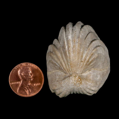 1.5" Burmirhynchia Decorata Brachiopod Fossil Jurassic Age Ardenes France