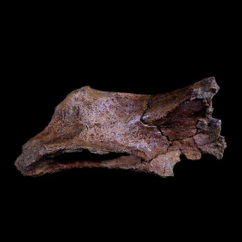 XL 8" Triceratops Fossil Skull Bone Lance Creek FM Cretaceous Dinosaur WY COA - Fossil Age Minerals