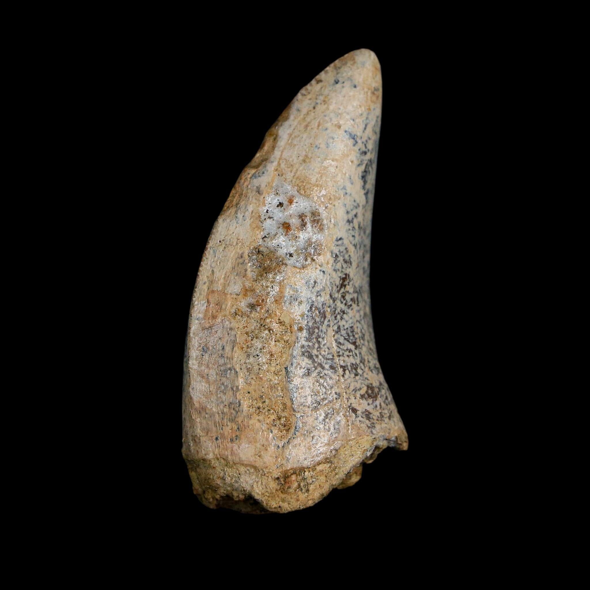 2.2" Tyrannosaurus Rex Fossil Tooth Lance Creek Cretaceous Dinosaur Wyoming COA