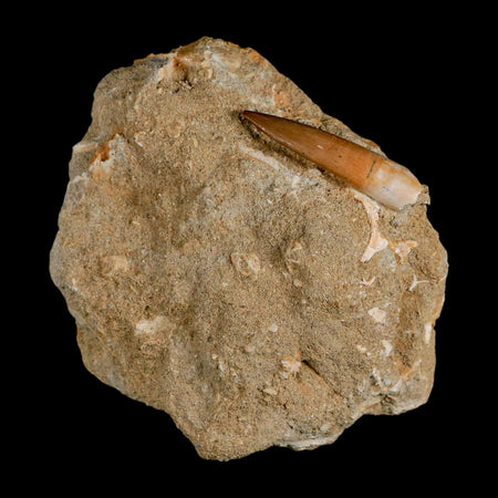 1.5" Plesiosaur Zarafasaura Tooth Fossil In Matrix Cretaceous Dinosaur Era COA