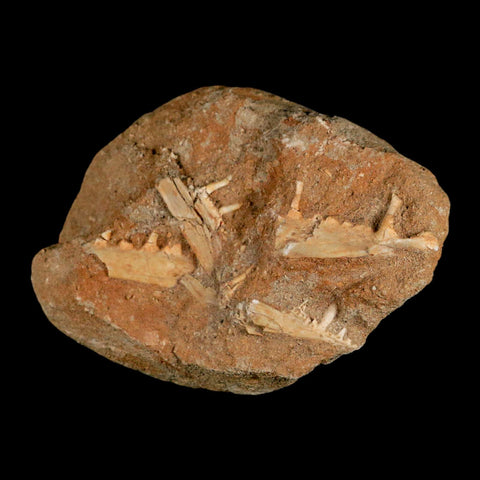 3.6" Saber Toothed Herring Fossil Tooth Jaw Section Enchodus Libycus Cretaceous Age COA - Fossil Age Minerals