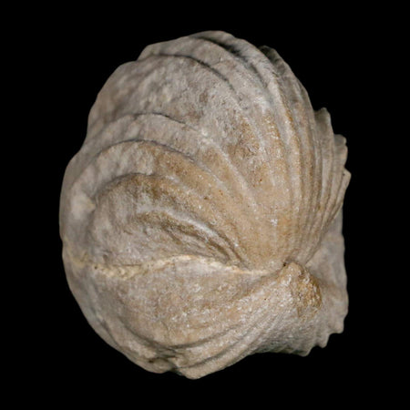 1.5" Burmirhynchia Decorata Brachiopod Fossil Jurassic Age Ardenes France