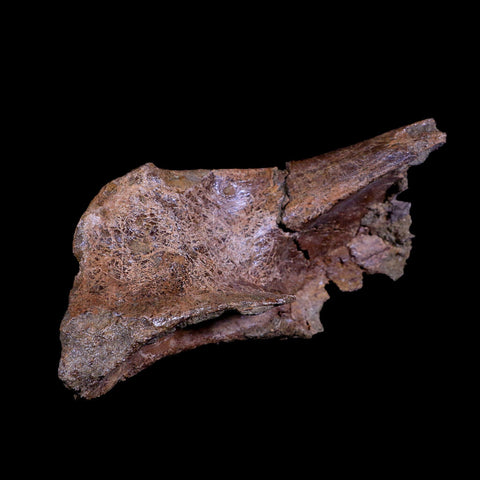 XL 8" Triceratops Fossil Skull Bone Lance Creek FM Cretaceous Dinosaur WY COA - Fossil Age Minerals
