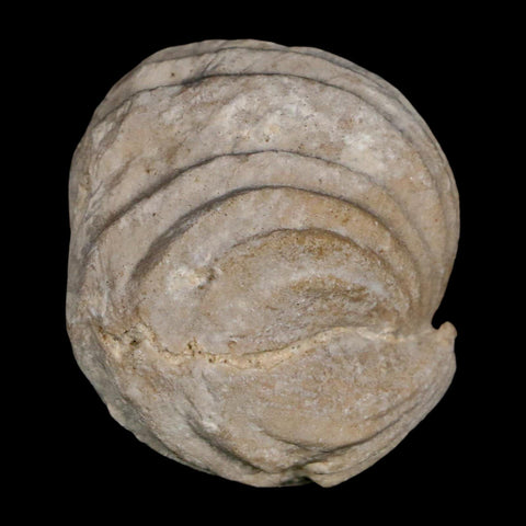 1.5" Burmirhynchia Decorata Brachiopod Fossil Jurassic Age Ardenes France