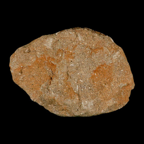3.6" Saber Toothed Herring Fossil Tooth Jaw Section Enchodus Libycus Cretaceous Age COA - Fossil Age Minerals