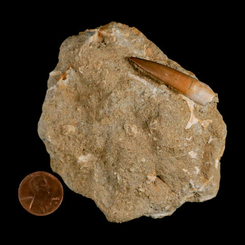 1.5" Plesiosaur Zarafasaura Tooth Fossil In Matrix Cretaceous Dinosaur Era COA - Fossil Age Minerals