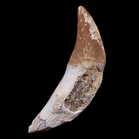 2.3" Basilosaurus Tooth 40-34 Mil Yrs Old Late Eocene COA