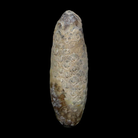 XL 2.3" Fossil Pine Cone Equicalastrobus Replaced By Agate Eocene Age Seeds Fruit