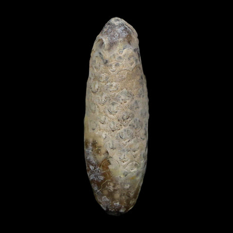 XL 2.3" Fossil Pine Cone Equicalastrobus Replaced By Agate Eocene Age Seeds Fruit