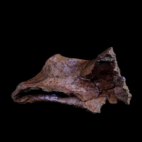 XL 8" Triceratops Fossil Skull Bone Lance Creek FM Cretaceous Dinosaur WY COA - Fossil Age Minerals