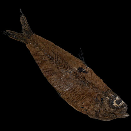 XL 4.2" Knightia Eocaena Fossil Fish Green River FM WY Eocene Age COA & Stand