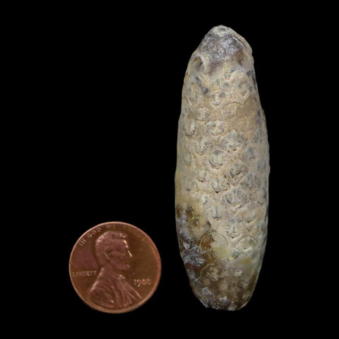 XL 2.3" Fossil Pine Cone Equicalastrobus Replaced By Agate Eocene Age Seeds Fruit