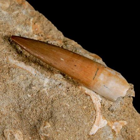 1.5" Plesiosaur Zarafasaura Tooth Fossil In Matrix Cretaceous Dinosaur Era COA