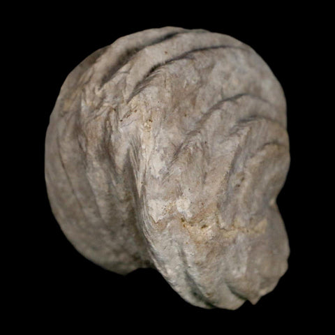 1.5" Burmirhynchia Decorata Brachiopod Fossil Jurassic Age Ardenes France
