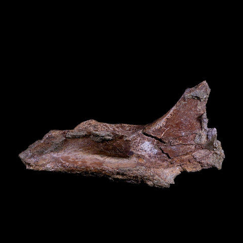 XL 8" Triceratops Fossil Skull Bone Lance Creek FM Cretaceous Dinosaur WY COA - Fossil Age Minerals