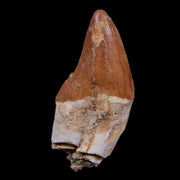 2.2" Basilosaurus Tooth 40-34 Mil Yrs Old Late Eocene COA