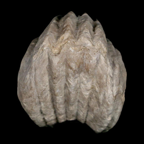 1.5" Burmirhynchia Decorata Brachiopod Fossil Jurassic Age Ardenes France