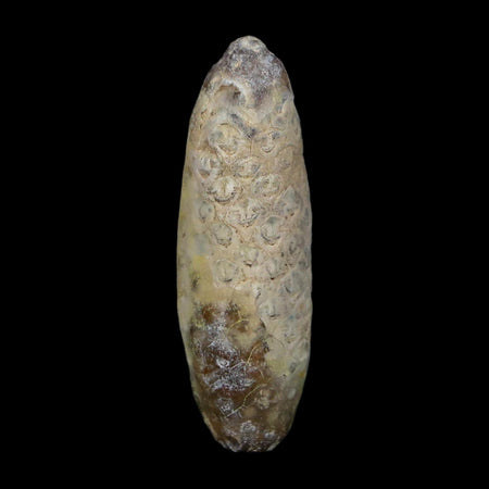 XL 2.3" Fossil Pine Cone Equicalastrobus Replaced By Agate Eocene Age Seeds Fruit