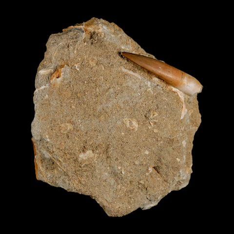 1.5" Plesiosaur Zarafasaura Tooth Fossil In Matrix Cretaceous Dinosaur Era COA - Fossil Age Minerals