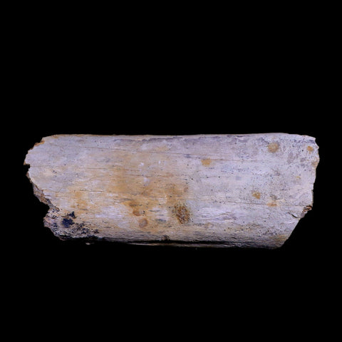 7.5" Plesiosaur Fossil Rib Bone Cretaceous Dinosaur Era Khouribga Morocco COA - Fossil Age Minerals