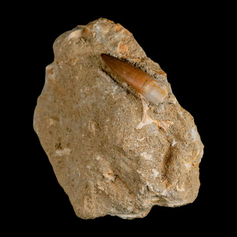 1.5" Plesiosaur Zarafasaura Tooth Fossil In Matrix Cretaceous Dinosaur Era COA - Fossil Age Minerals