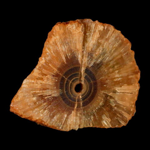 2.9" Natural Cut Rough Cave Honey Calcite Crystal Mineral Specimen Morocco - Fossil Age Minerals