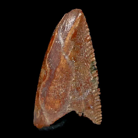 0.7" Majungasaurus Serrated Fossil Tooth Cretaceous Dinosaur Madagascar COA - Fossil Age Minerals