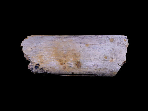 7.5" Plesiosaur Fossil Rib Bone Cretaceous Dinosaur Era Khouribga Morocco COA - Fossil Age Minerals
