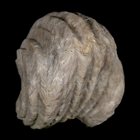 1.5" Burmirhynchia Decorata Brachiopod Fossil Jurassic Age Ardenes France