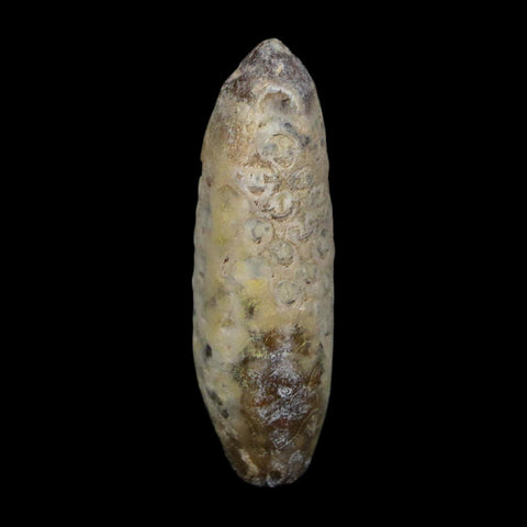 XL 2.3" Fossil Pine Cone Equicalastrobus Replaced By Agate Eocene Age Seeds Fruit