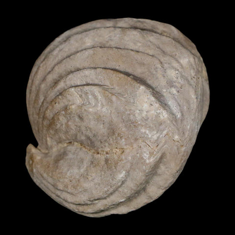 1.5" Burmirhynchia Decorata Brachiopod Fossil Jurassic Age Ardenes France