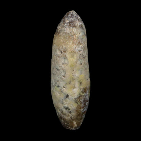 XL 2.3" Fossil Pine Cone Equicalastrobus Replaced By Agate Eocene Age Seeds Fruit