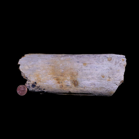 7.5" Plesiosaur Fossil Rib Bone Cretaceous Dinosaur Era Khouribga Morocco COA - Fossil Age Minerals