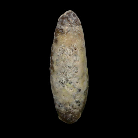 XL 2.3" Fossil Pine Cone Equicalastrobus Replaced By Agate Eocene Age Seeds Fruit