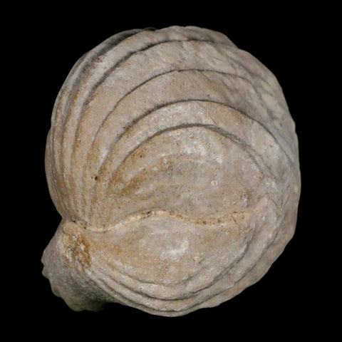 1.5" Burmirhynchia Decorata Brachiopod Fossil Jurassic Age Ardenes France