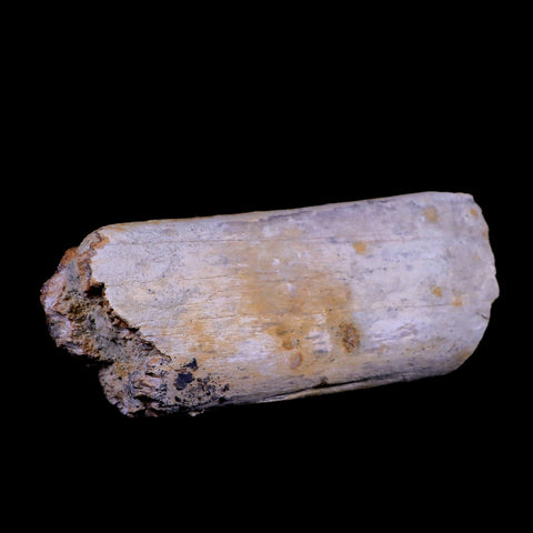 7.5" Plesiosaur Fossil Rib Bone Cretaceous Dinosaur Era Khouribga Morocco COA - Fossil Age Minerals
