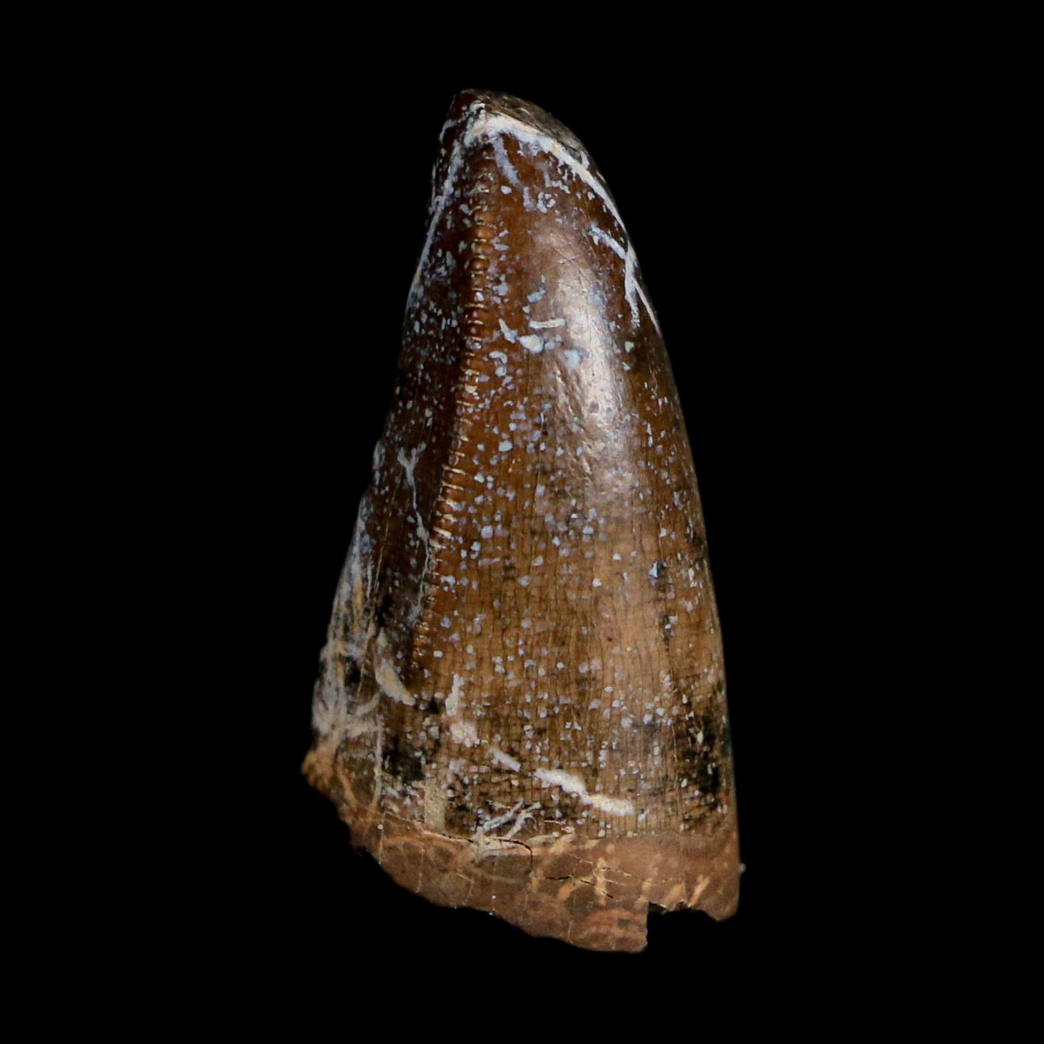0.8" Tyrannosaurus Rex Fossil Premax Tooth Lance Creek Cretaceous Dinosaur WY COA