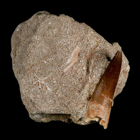 XL 2.2" Plesiosaur Zarafasaura Tooth Fossil In Matrix Cretaceous Dinosaur Era COA