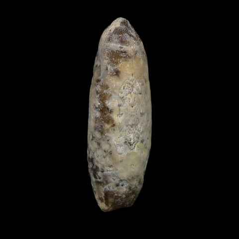 XL 2.3" Fossil Pine Cone Equicalastrobus Replaced By Agate Eocene Age Seeds Fruit