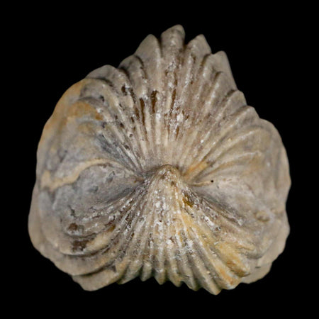 1.5" Burmirhynchia Decorata Brachiopod Fossil Jurassic Age Ardenes France