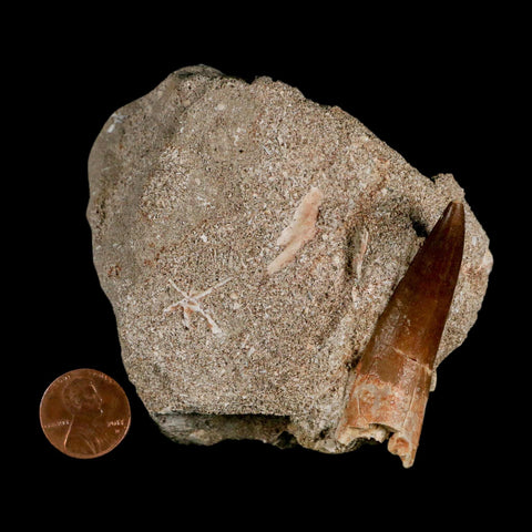 XL 2.2" Plesiosaur Zarafasaura Tooth Fossil In Matrix Cretaceous Dinosaur Era COA - Fossil Age Minerals