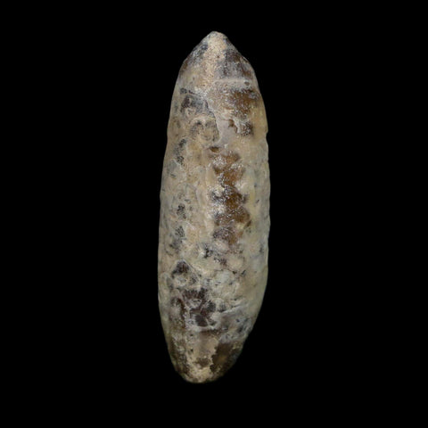 XL 2.3" Fossil Pine Cone Equicalastrobus Replaced By Agate Eocene Age Seeds Fruit