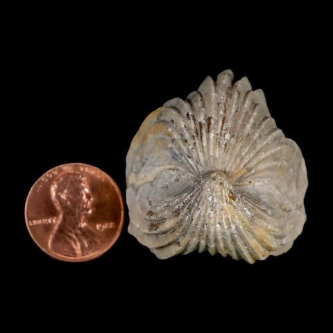 1.5" Burmirhynchia Decorata Brachiopod Fossil Jurassic Age Ardenes France