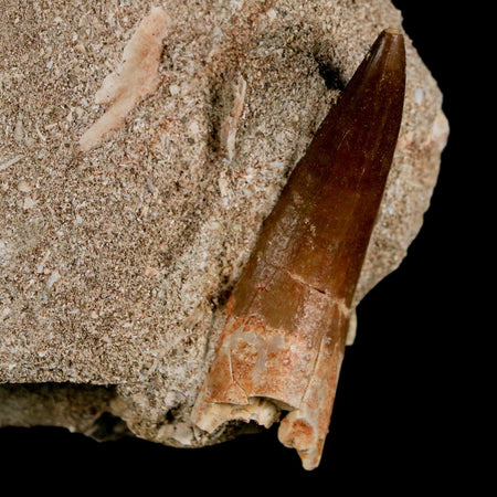 XL 2.2" Plesiosaur Zarafasaura Tooth Fossil In Matrix Cretaceous Dinosaur Era COA