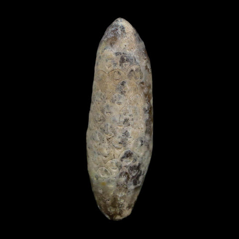 XL 2.3" Fossil Pine Cone Equicalastrobus Replaced By Agate Eocene Age Seeds Fruit