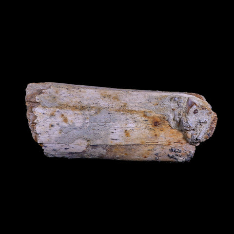 7.5" Plesiosaur Fossil Rib Bone Cretaceous Dinosaur Era Khouribga Morocco COA - Fossil Age Minerals
