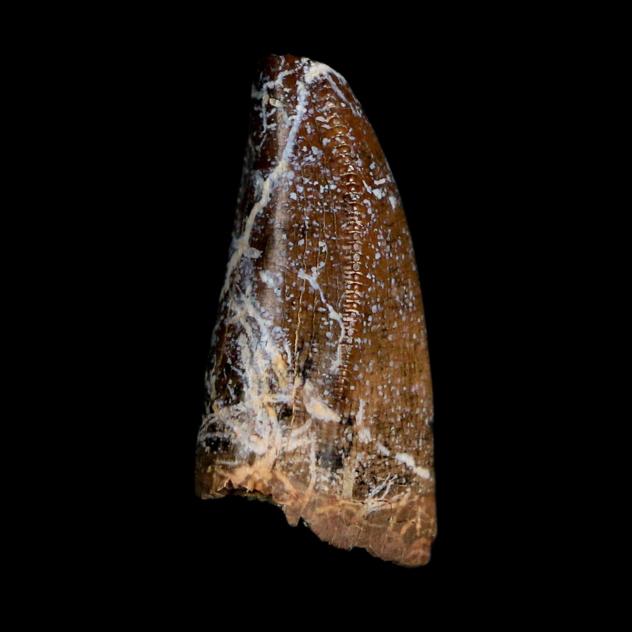 0.8" Tyrannosaurus Rex Fossil Premax Tooth Lance Creek Cretaceous Dinosaur WY COA