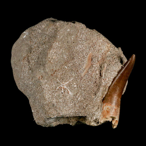 XL 2.2" Plesiosaur Zarafasaura Tooth Fossil In Matrix Cretaceous Dinosaur Era COA - Fossil Age Minerals