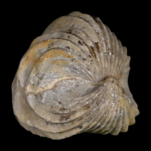 1.5" Burmirhynchia Decorata Brachiopod Fossil Jurassic Age Ardenes France